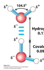 <p>attractive interaction between hydrogen and electronegative atoms (FON); dipole-dipole interaction that depends on distance and direction (preferred 180°); essential in forming biomolecular structures</p>