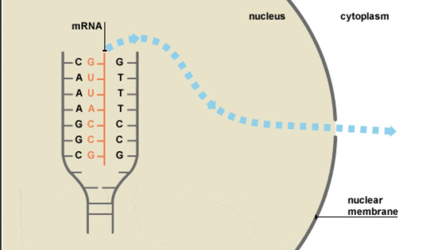 <p><span>What process is occurring in this photo?</span></p><p><span>Transcription</span></p><p><span>Translation</span></p><p><span>mRNA is matching with amino acids</span></p><p><span>tRNA is transcribing the DNA</span></p>