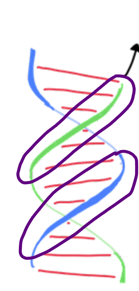 <p>Right handed helix: Front strands can be traced ___ and <strong>right</strong></p>
