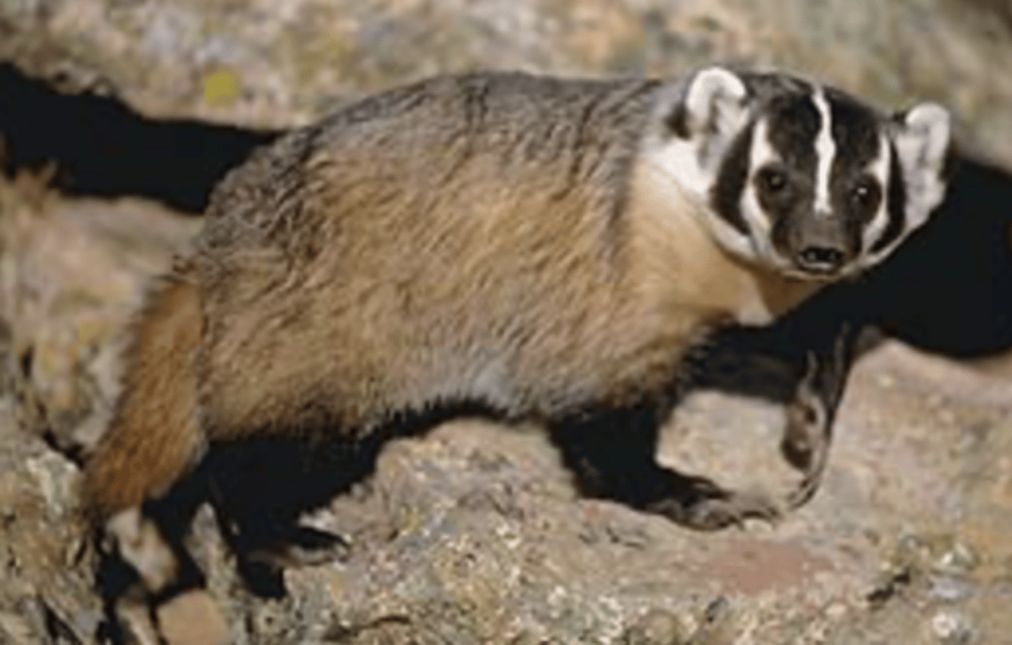 <p>Name, habitat, range</p>
