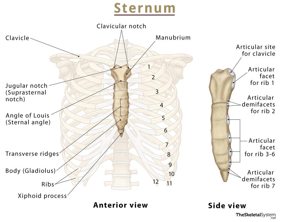 <p>Body of Sternum</p>