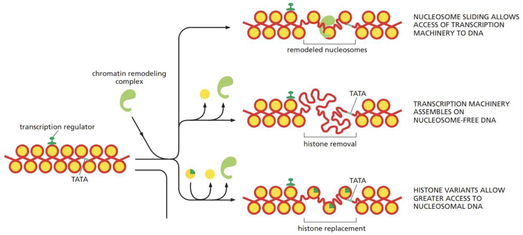 <ol><li><p>Histone remodeling → Nucleosome sliding</p></li><li><p>Histone removal</p></li><li><p>Histone replacement → histone variants</p></li><li><p>Specific pattern of histone modification</p></li></ol>