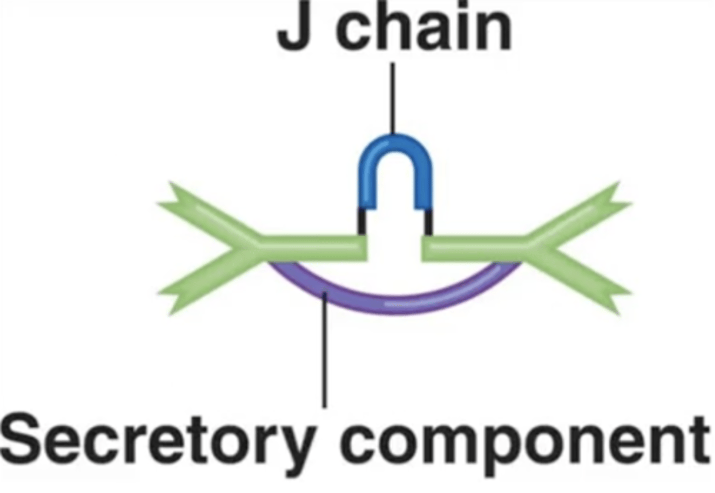 <p>Antibody class</p><p>Which antibody class is this?</p>