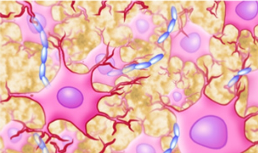 <p>Nervous Tissue</p>
