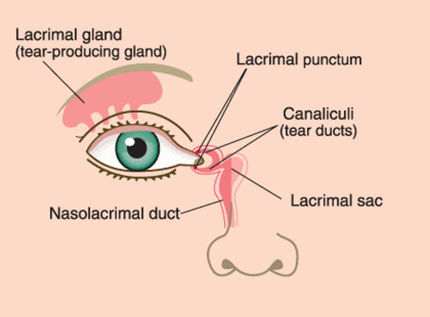 <p>B. Nose</p>