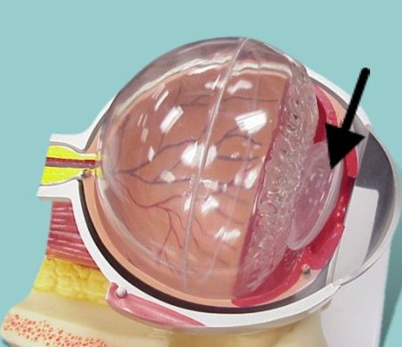 <p>transparent biconvex elastic disc separating the anterior and posterior cavities</p>