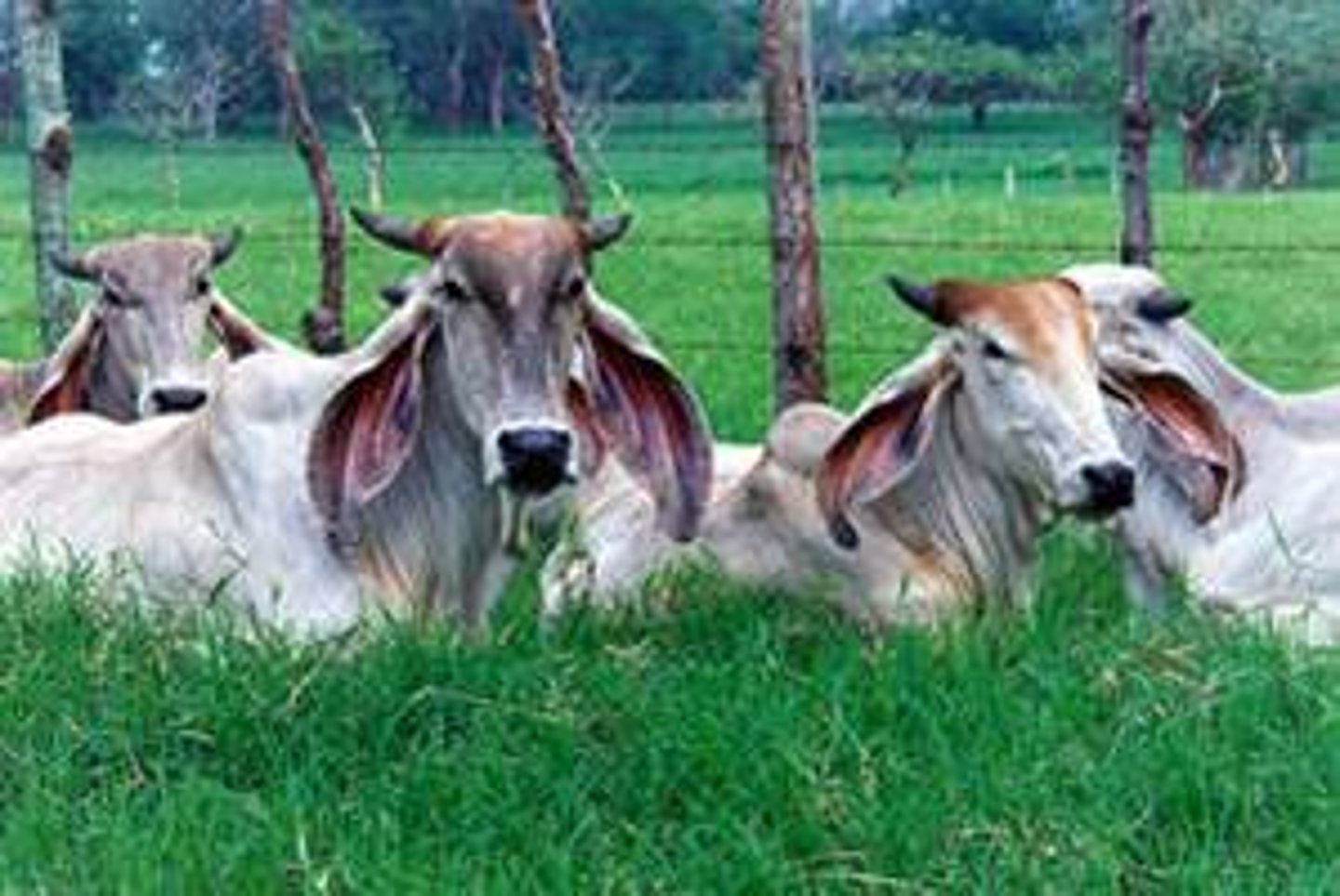 <p>- Most expansion of soya production has been into areas previously used as cattle pasture, displacing cattle ranchers are pushing even deeper into pristine primary forest<br><br>- In northern Brazil over 70 million cattle occupy 85% of the agricultural area<br><br>- Since the eradication of foot and mouth disease in Amazonia, the cattle and pig industry have expanded 9% per year accounting for 80% of total deforestation in the last 10 years</p>