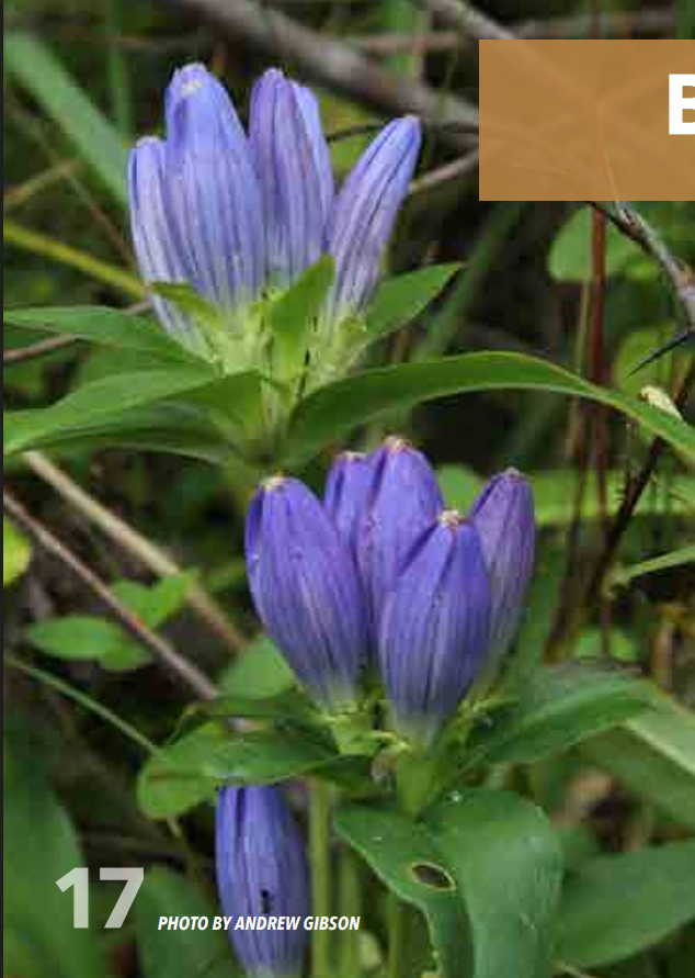 <p>Gentian; Gentianaceae</p>