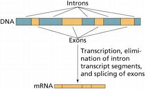 A sequence within a primary transcript that remains in the RNA after RNA processing; also refers to the region of DNA from which this sequence was transcribed