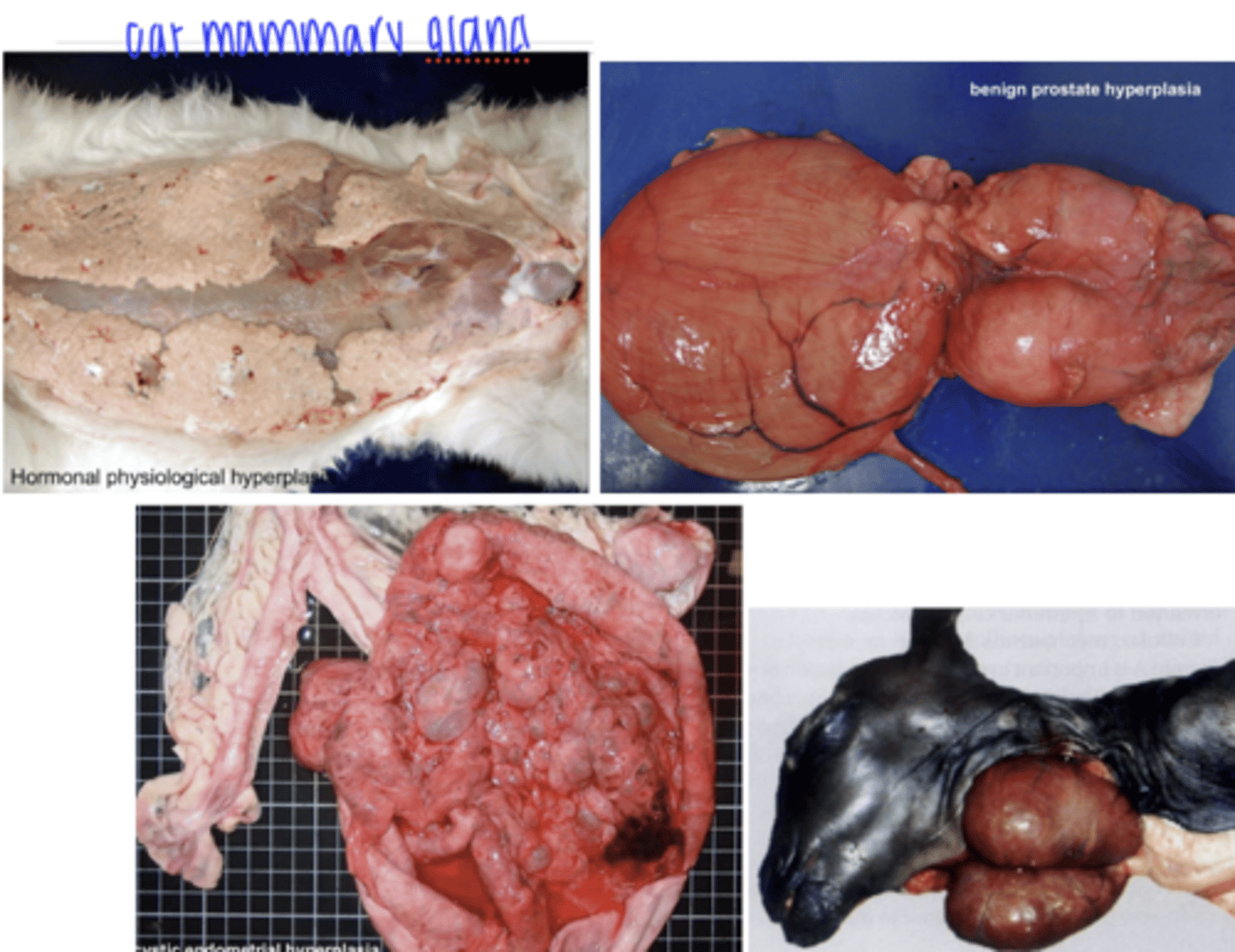 <p>hormonal (ex- proliferation of the mammary gland epithelium during puberty and pregnancy)</p><p>compensatory- common if we need to remove part of an organ (ex- the liver after a partial hepatectomy)</p><p>excessive hormonal stimulation (ex- canine benign prostate hyperplasia)</p>