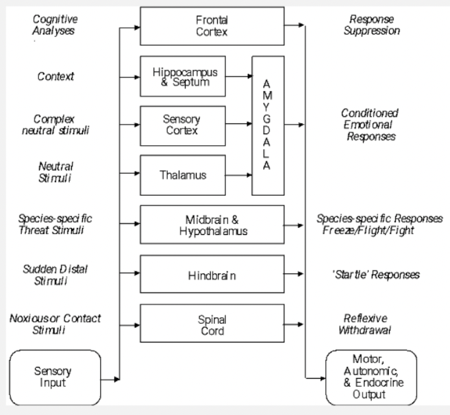 <ol><li><p><span style="background-color: transparent;"><span>Sensory input</span></span></p></li><li><p><span style="background-color: transparent;"><span>Motor, autonomic, and endocrine output</span></span></p></li></ol><p><br></p><ol><li><p><span style="background-color: transparent;"><span>Noxious or contact stimuli</span></span></p></li><li><p><span style="background-color: transparent;"><span>Spinal cord</span></span></p></li><li><p><span style="background-color: transparent;"><span>Reflexive withdrawal</span></span></p></li></ol><p><br></p><ol start="4"><li><p><span style="background-color: transparent;"><span>Sudden distal stimuli</span></span></p></li><li><p><span style="background-color: transparent;"><span>Hindbrain</span></span></p></li><li><p><span style="background-color: transparent;"><span>Startle responses</span></span></p></li></ol><p><br></p><ol start="7"><li><p><span style="background-color: transparent;"><span>Species specific threat stimuli</span></span></p></li><li><p><span style="background-color: transparent;"><span>Midbrain and hypothalamus&nbsp;</span></span></p></li><li><p><span style="background-color: transparent;"><span>Species specific responses freeze/flight/fight</span></span></p></li></ol><p><br></p><ol start="10"><li><p><span style="background-color: transparent;"><span>Neutral stimuli</span></span></p></li><li><p><span style="background-color: transparent;"><span>Thalamus</span></span></p></li><li><p><span style="background-color: transparent;"><span>Complex neutral stimuli</span></span></p></li><li><p><span style="background-color: transparent;"><span>Sensory cortex</span></span></p></li><li><p><span style="background-color: transparent;"><span>Context&nbsp;</span></span></p></li><li><p><span style="background-color: transparent;"><span>Context hippocampus and septum</span></span></p></li><li><p><span style="background-color: transparent;"><span>Amygdala&nbsp;</span></span></p></li><li><p><span style="background-color: transparent;"><span>Conditioned emotional responses</span></span></p></li></ol><p><br></p><ol start="18"><li><p><span style="background-color: transparent;"><span>Cognitive analyses</span></span></p></li><li><p><span style="background-color: transparent;"><span>Frontal cortex</span></span></p></li><li><p><span style="background-color: transparent;"><span>Response suppression</span></span></p></li></ol><p></p>