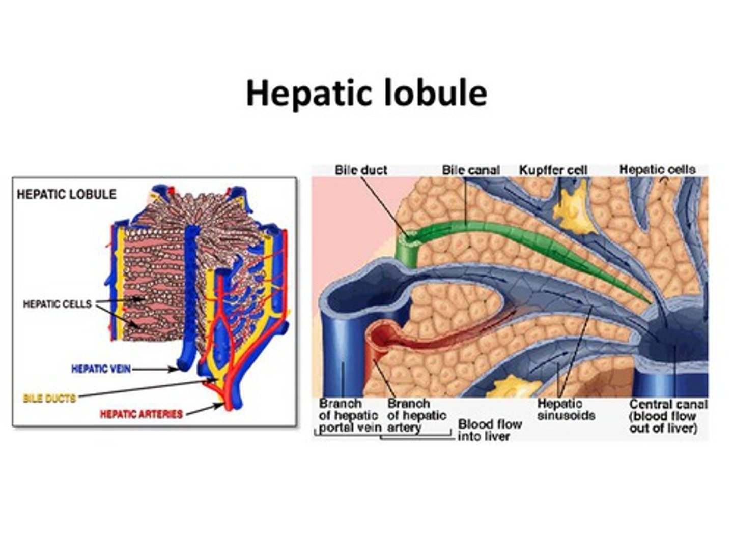 <p>Hepatic lobule</p>