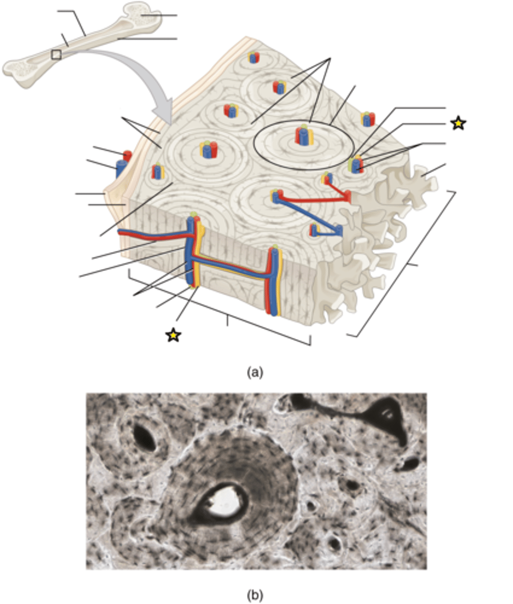 <p>A bundle of nerve fibers that runs through the bone</p>