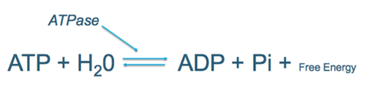 <p>P_i is an inorganic phosphate group</p><p>Reversing this requires energy</p>