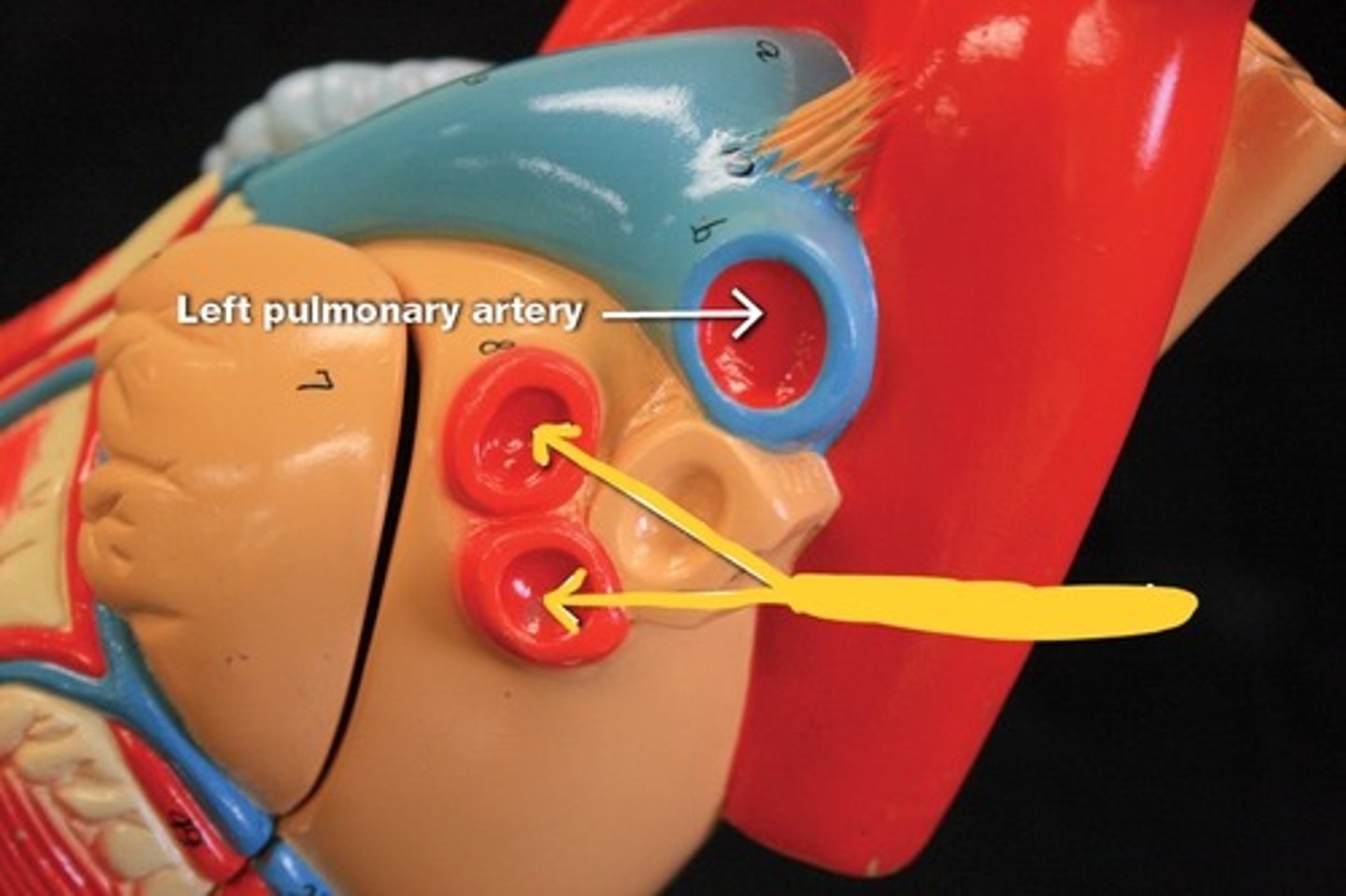 <p>Great vessels of the heart,</p>