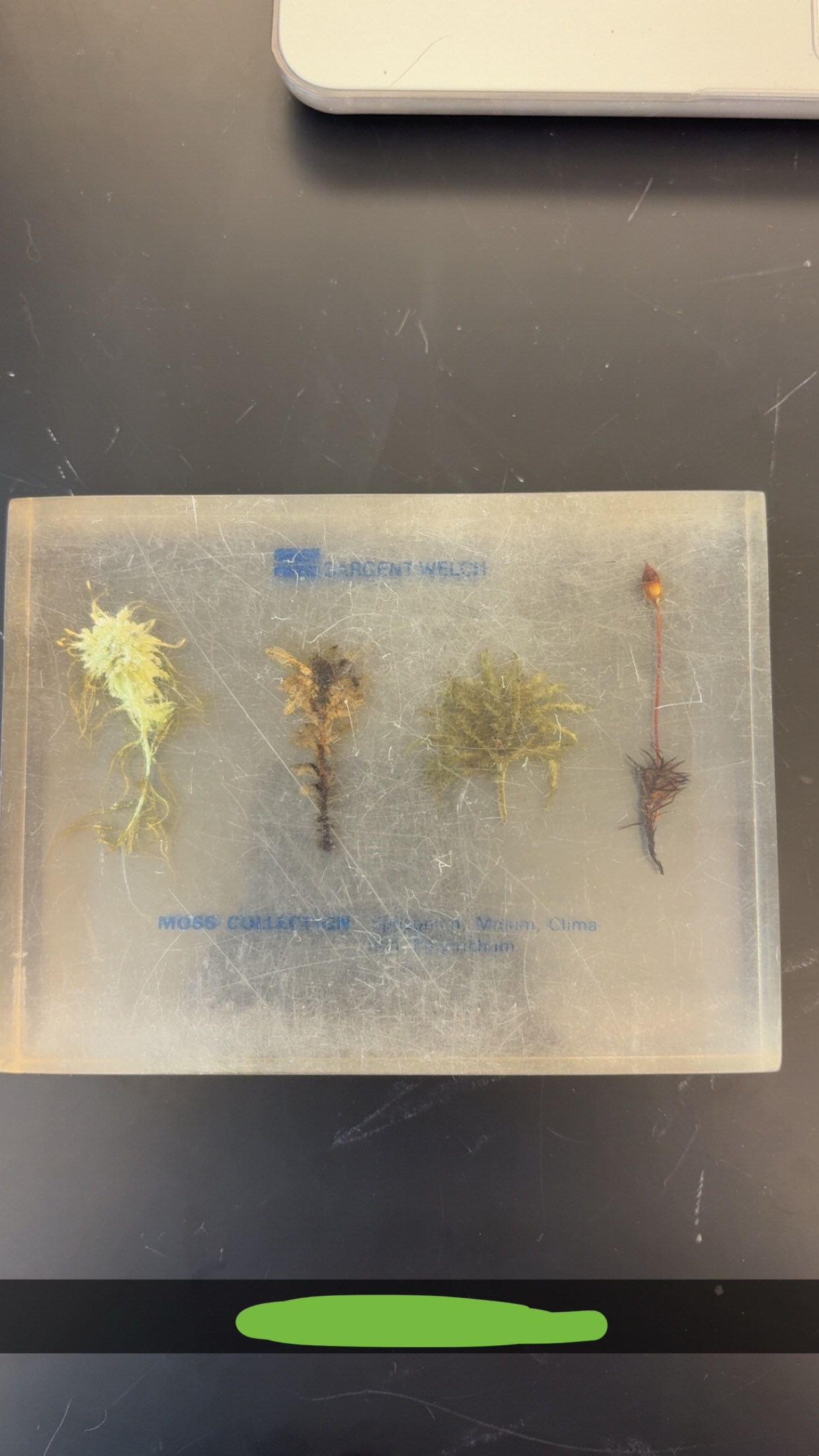 <p>What phylum </p>
