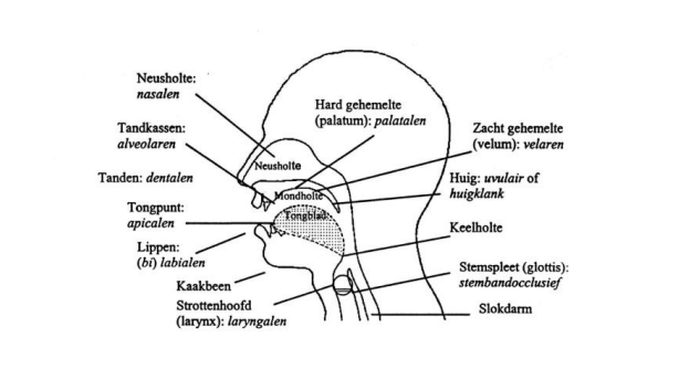 <p>Articulatorische fonetiek</p>