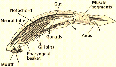 <p>pharyngeal basket</p>