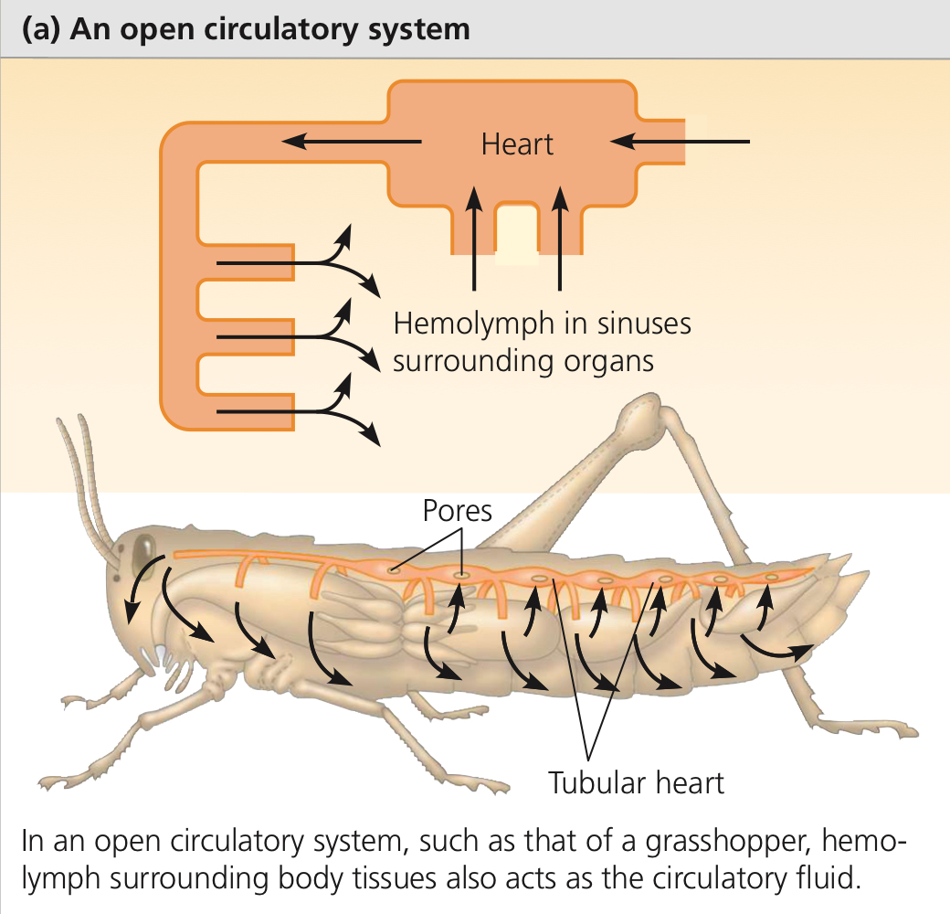 <p>Circulatory system wherein the same body fluid that bathes the tissues, i.e. hemolymph, is pumped by the heart.</p>