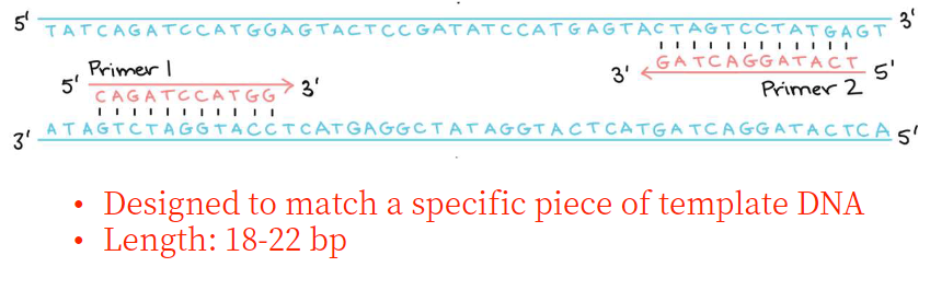 <p>A strand of DNA bases that enables DNA to be replicated</p>