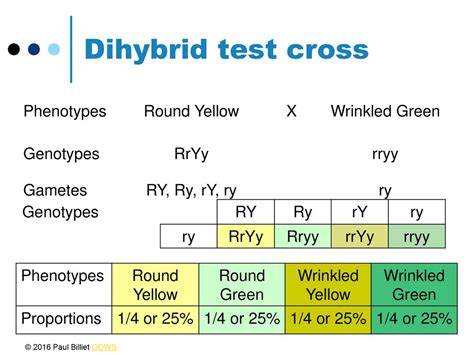 <p>in a dihybrid test cross, when crossing with a double recessive, what does all 1:1:1:1 offspring mean about the parent?</p>