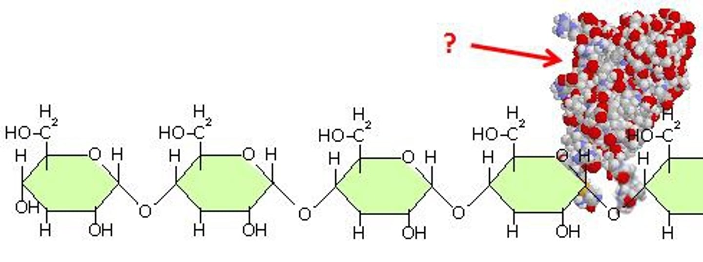 <p>Enzyme that can break the bonds of starch to form the carbohydrate monomer, glucose.</p>