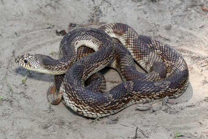 <p>Family: Colubridae</p><p>Latin: Pituophis melanoleucus</p><p>Eastern Pinesnake</p>