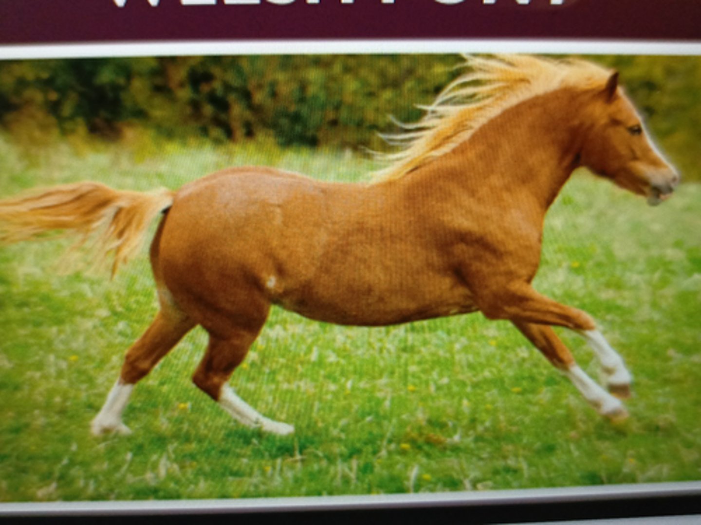 <p>-Evolved from Celtic Pony</p><p>-Classification;</p><p>A-smallest; Mountain Pony</p><p>B-Welsh pony of riding type</p><p>C-Welsh pony of Cob type</p><p>D-tallest, Welsh Cob</p>