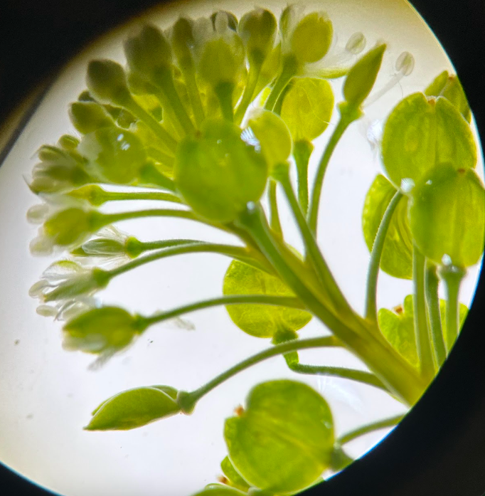 <p>Family + Genus?</p>