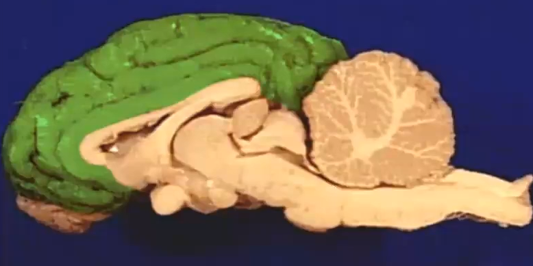 <p>Name function<br>Name of Ridges Depression</p>