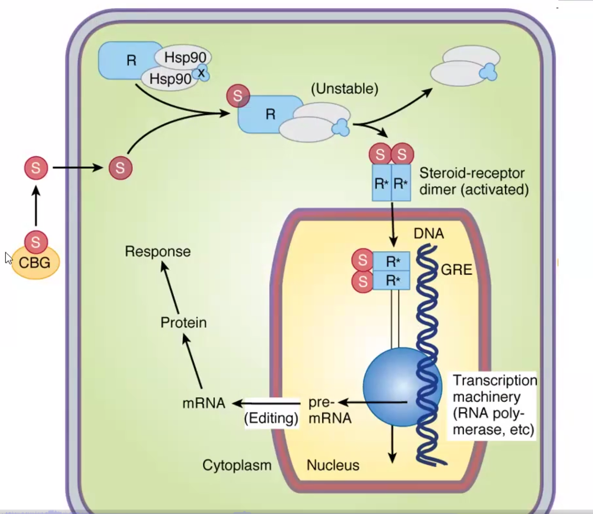 <p>Same as other steroids</p><ol><li><p>Passive diffusion into target cells through CBG</p></li><li><p>Binding to Hsp90 chaperone proteins</p></li><li><p>Binding of specific cytoplasmic GC receptors</p></li><li><p>Dimerization and activation of receptor allows to enter nucleus</p></li><li><p>Alteration of transcription and translation</p></li></ol><p></p>