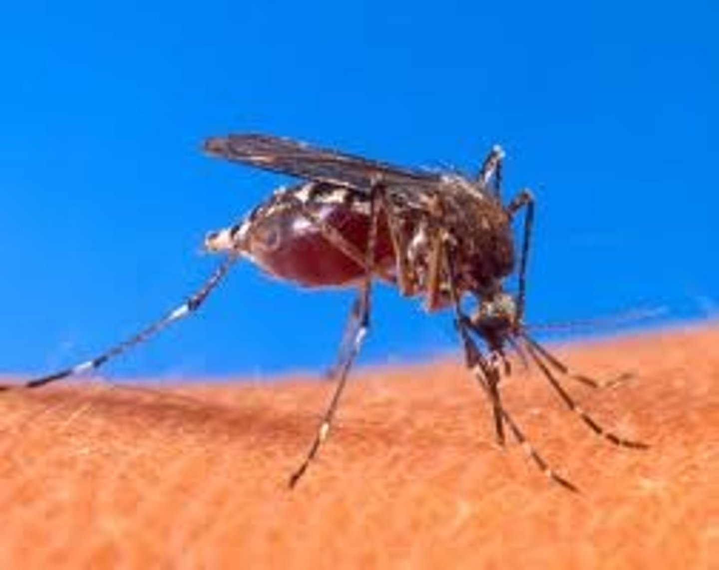 <p>an organism called a parasite harms but does not kill its host</p>