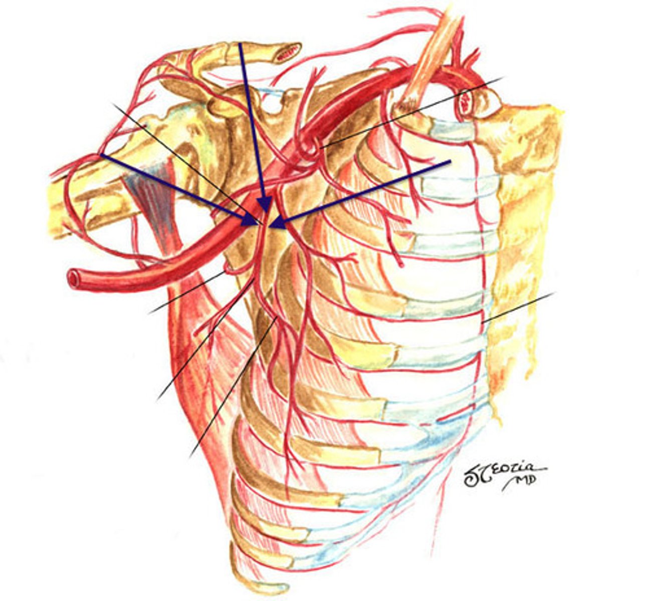 <p>1st branch off 3rd part of the axillary artery - sits on top of subscapularis --> branches into scapular circumflex a. (part of posterior shoulder anastomosis) and thoracodorsal a. (to lats)</p>