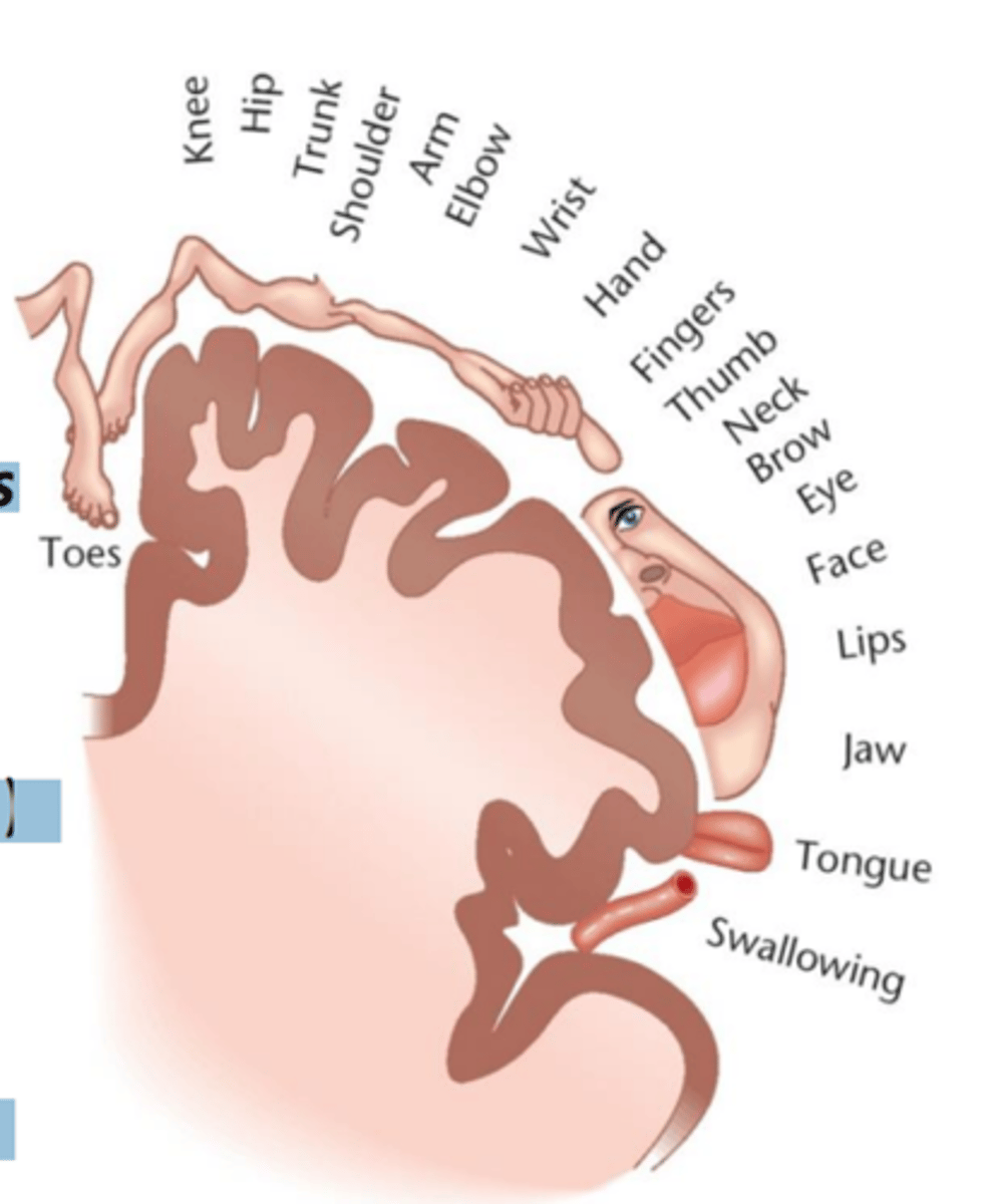 <p>1. no blakus esošās primārās</p><p>somatosensorās garozas;</p><p>2. no pieres daivas, kā arī no redzes</p><p>un dzirdes centriem garozā;</p><p>3. no TALĀMA kodoliem:</p><p>• ventrobazālajiem kodoliem</p><p>(kustību sensorisko informāciju);</p><p>• laterālajiem kodoliem</p><p>(informāciju no bazālajiem</p><p>ganglijiem un smadzenītēm);</p><p>• nespecifiskajiem kodoliem (no</p><p>retikulārās aktivizējošās</p><p>sistēmas).</p>