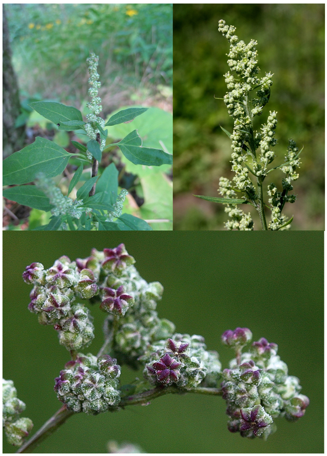 <p>(achene or utricle, unisexual, one ovule, no petals)</p>