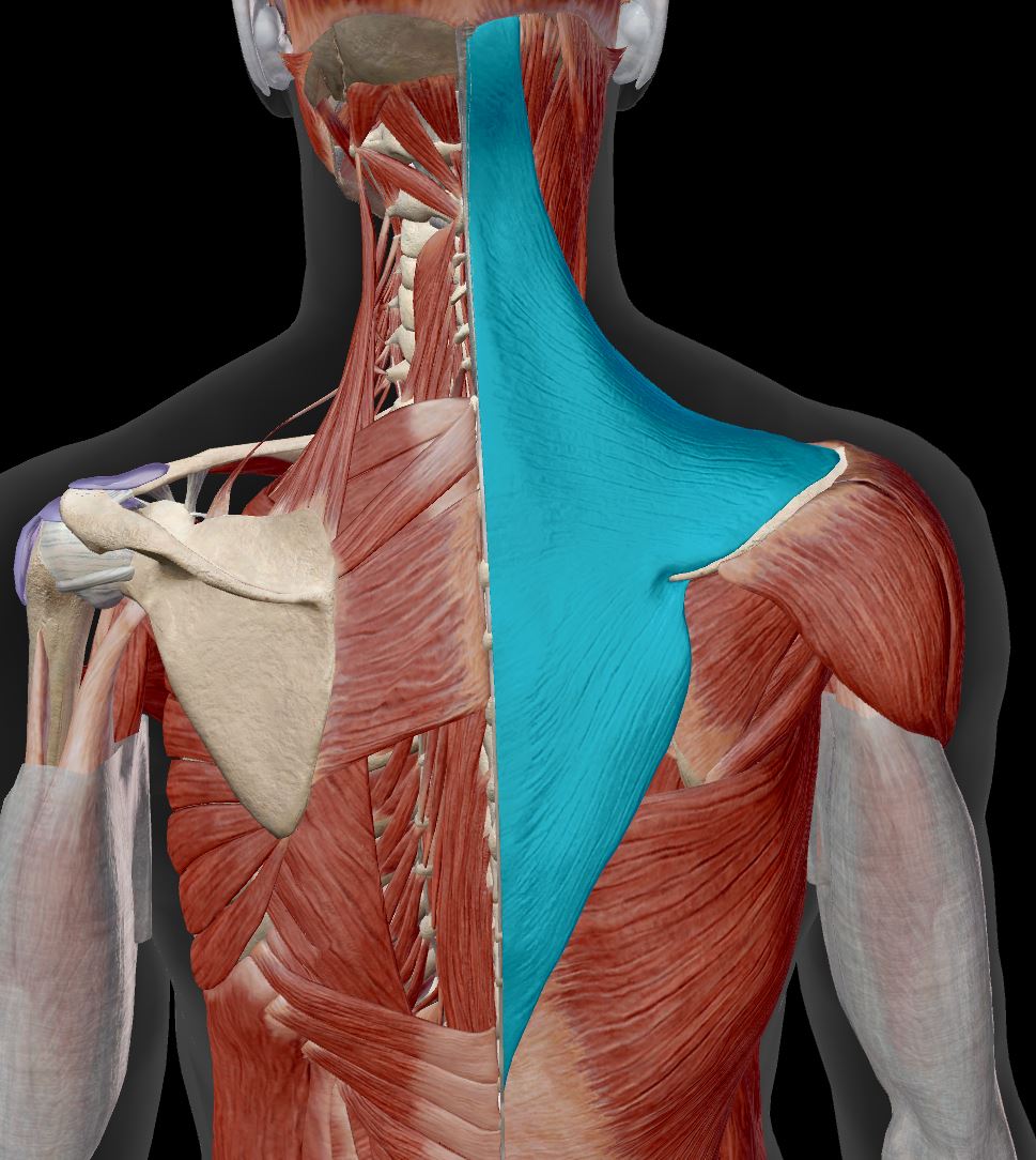 <p>shoulder girdle muscle&nbsp;</p>