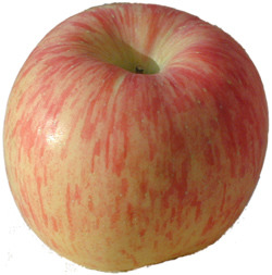 small, medium, or large in size. They are round-conical-oblong with green or yellow skin blush. Skin color contains red-pink-orange tones, as well as STRIPES, brown-white dots, and no waxiness.
