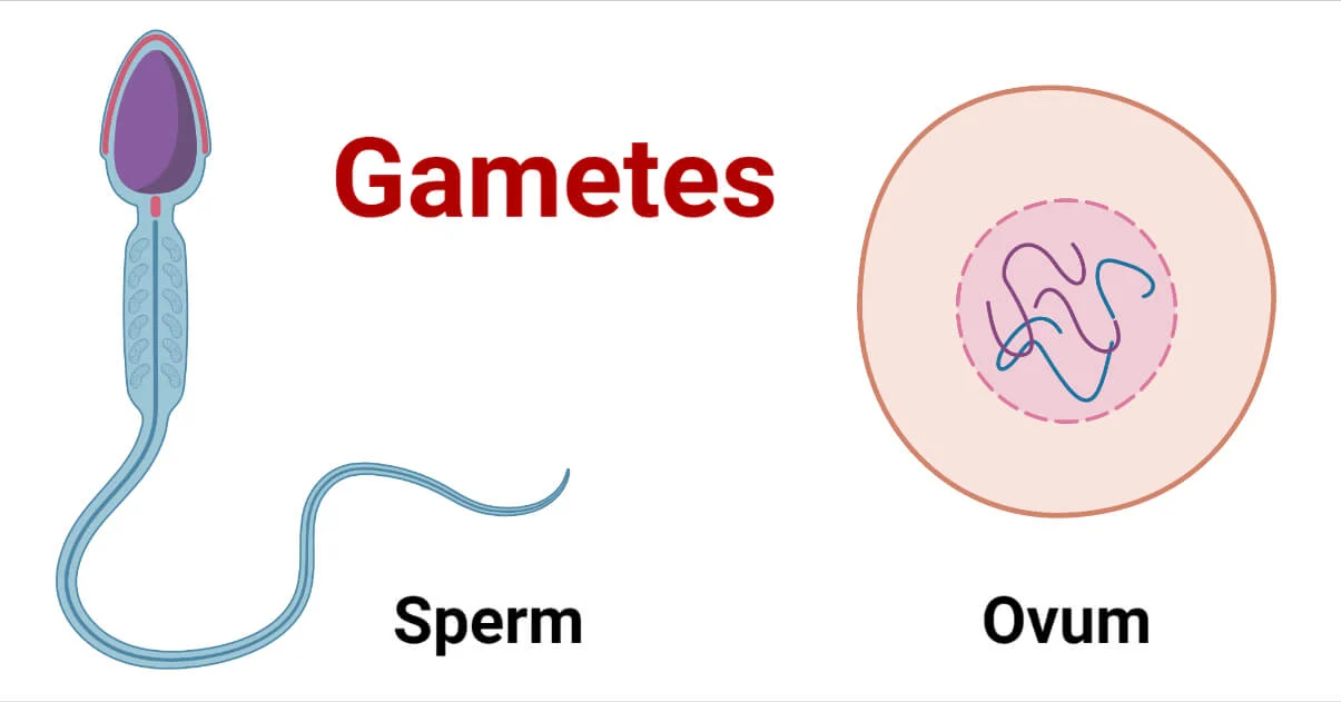 <p>Gametes</p>