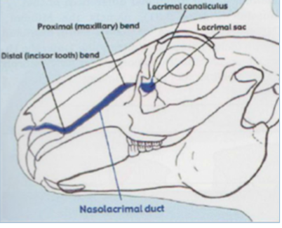 <p>positioned laterally - wide field of view</p><p>have 3rd eyelid - nictitating membrane</p><p>harderian gland - produces very stable tear film</p><p>single ventral lacrimal punctum draining into nasolacrimal duct - runs so close to apices of cheek teeth so may cause problems&nbsp;</p><p>proturbent eyes = higher risk of trauma&nbsp;</p><p>underlying dental disease leads to eye issues&nbsp;</p><p>ophthalmic exam = merangiotic retina - blood vessels coem out the cente and run out horizontally in arrow band , no tapetum - have to look upwards in exam to see the blood vessels, no light reflection</p><p>large retrobulbar venous plexus(orbital venous sinus)&nbsp;</p><ul><li><p>can cause eyes to become more proturbent looking - frightened rabbit with increased blood pressure or diseased venous plexus&nbsp;</p></li></ul><p>blindspots = very tip of nose and directly behind them </p>