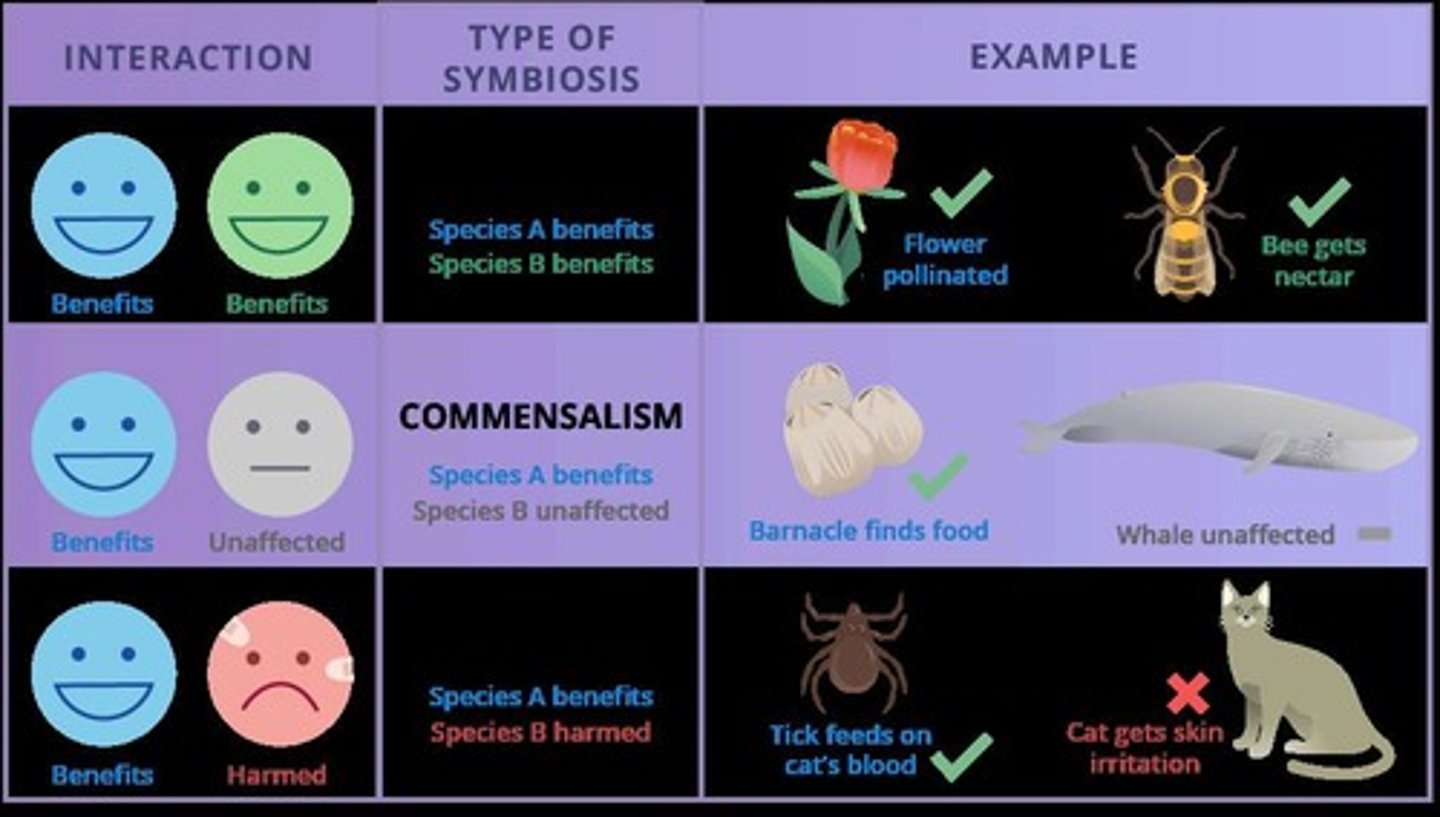 <p>Both organisms benefit [E.g., Nitrogen fixing bacteria &amp; legumes, E.g., Bees pollinating flowers]</p>