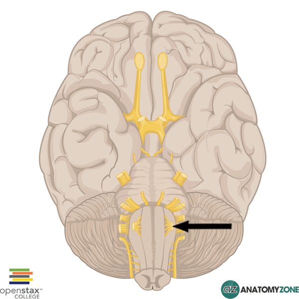 <p><span style="background-color: transparent;"><strong><span>Cranial Nerve XII (Hypoglossal)</span></strong></span></p>