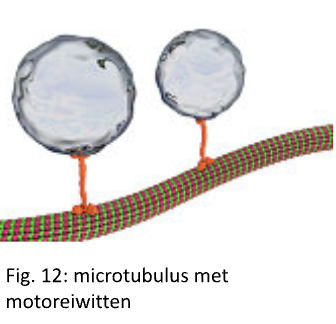 <p>Organellen en stoffen verplaatsen; motoreiwitten kunnen over microtubuli “lopen” om vracht te verslepen (vesikels of organellen). </p>