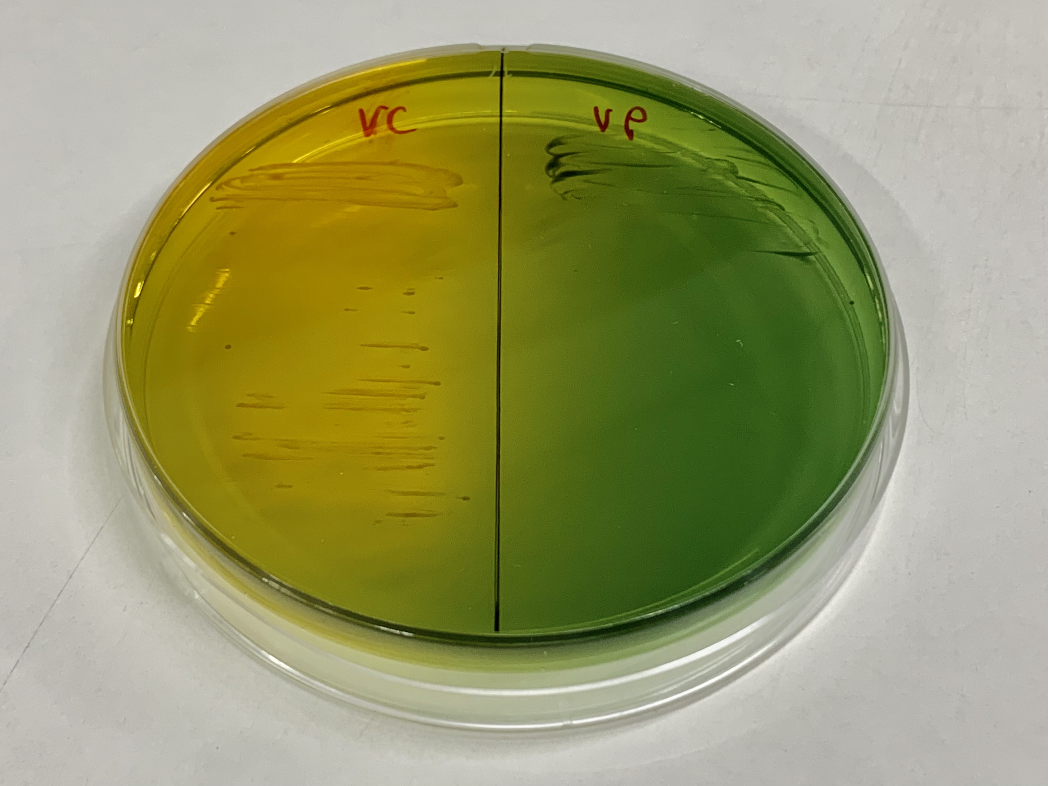<p>sucrose fermentation </p><p>yellow = Vibrio cholerae</p><p>green = Vibrio parahemolyticus</p>