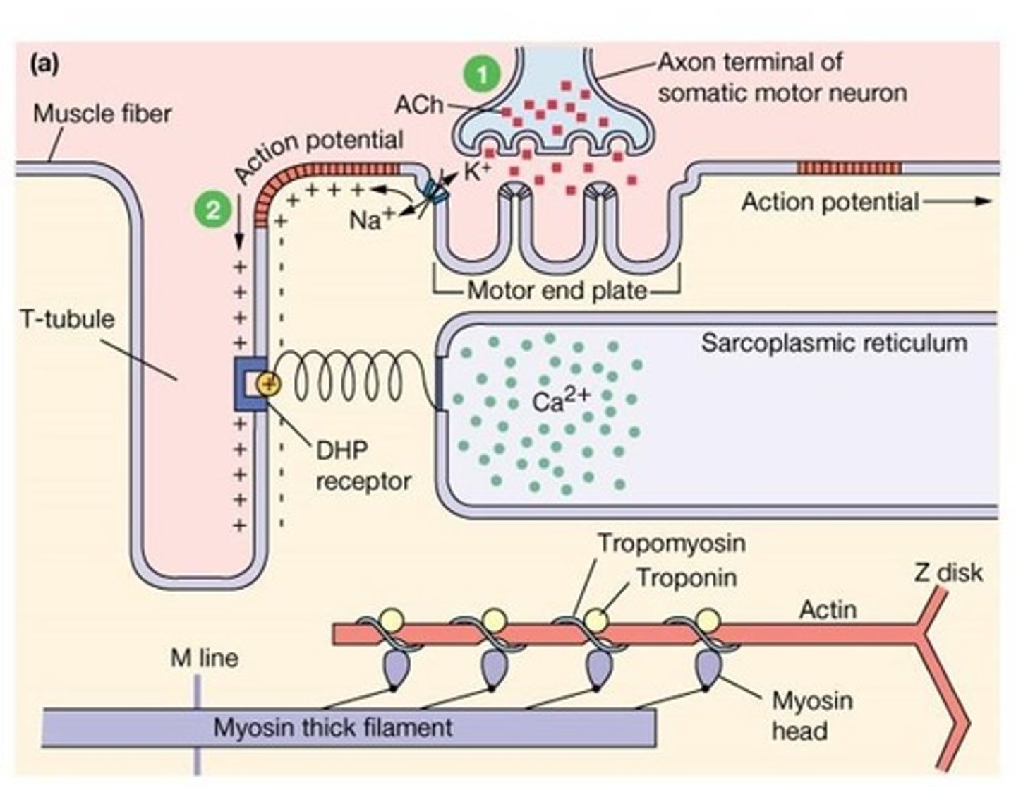 <p>Calcium binds to troponin, causing tropomyosin to move and expose binding sites on actin.</p>