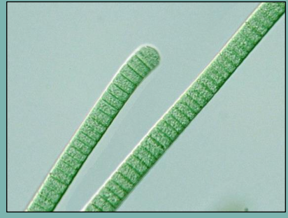 <ul><li><p>Group of Cyanobacteria</p></li><li><p>Found in freshwater, saltwater, hot springs, top-soil</p></li><li><p>Named after it’s movement </p></li><li><p>Colonies slide back and forth against each other to orient to light source </p></li></ul>