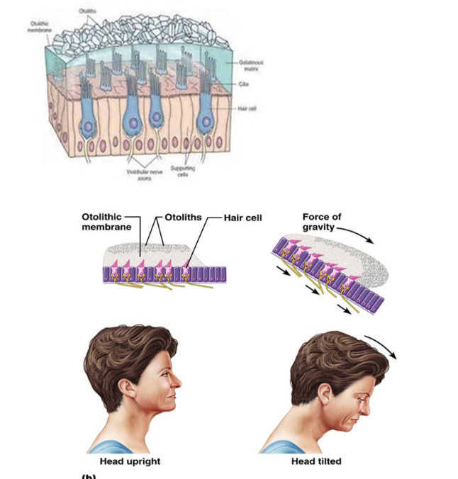 <ul><li><p>bulging chambers in vestibule contain fluid & hair cells with suspended crystals - otoliths</p></li><li><p>motion causes crystals to move the hair cells, creating an electrical impulse</p></li><li><p>important for static equilibrium: activated in acceleration</p><ul><li><p>ex: car, elevator</p></li></ul></li></ul><p></p>