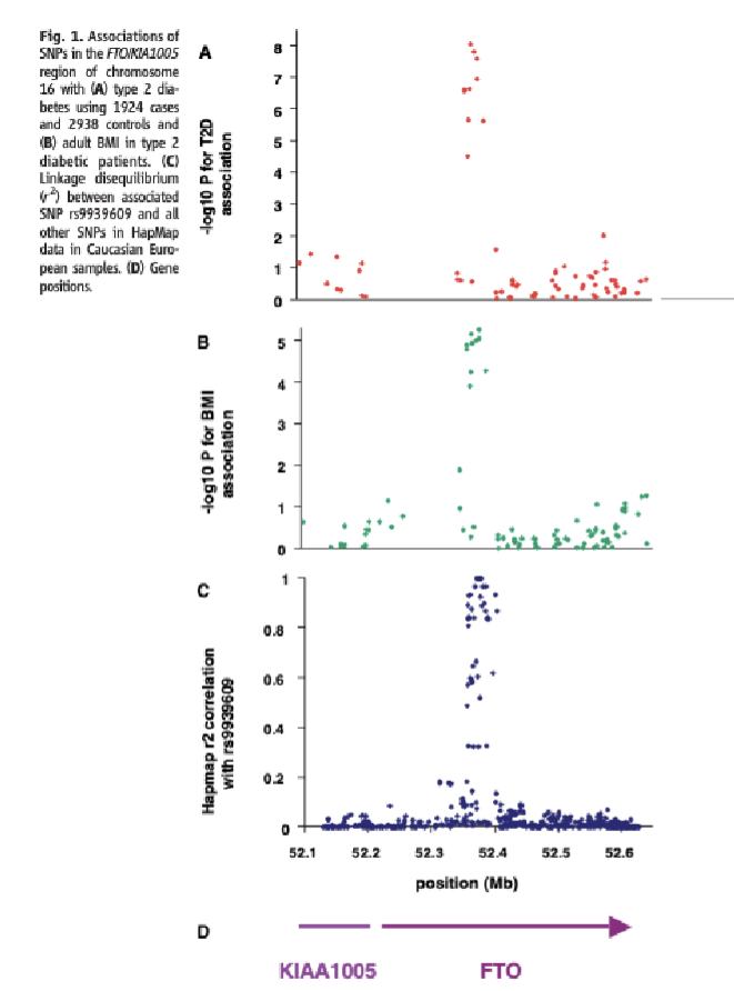 <p>GWAS identified several SNPs in the intron of FTO that was associated with obesity and type 2 diabetes</p><p>FTO encodes for alpha-ketogultarate-dependent dioxygenase enzyme that removes methyl groups from RNA</p><p>FTO in obesity remains unclear, but later transpired that obesity association for this locus is at least in large part due to altered regulation of a neighboring gene, iroquois homeobox 3(IRX3) which has an impact on peripheral adipocyte metabolism</p>
