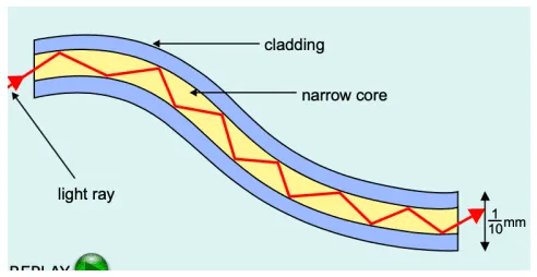 <p>A lower optically dense layer surrounding the core.</p>