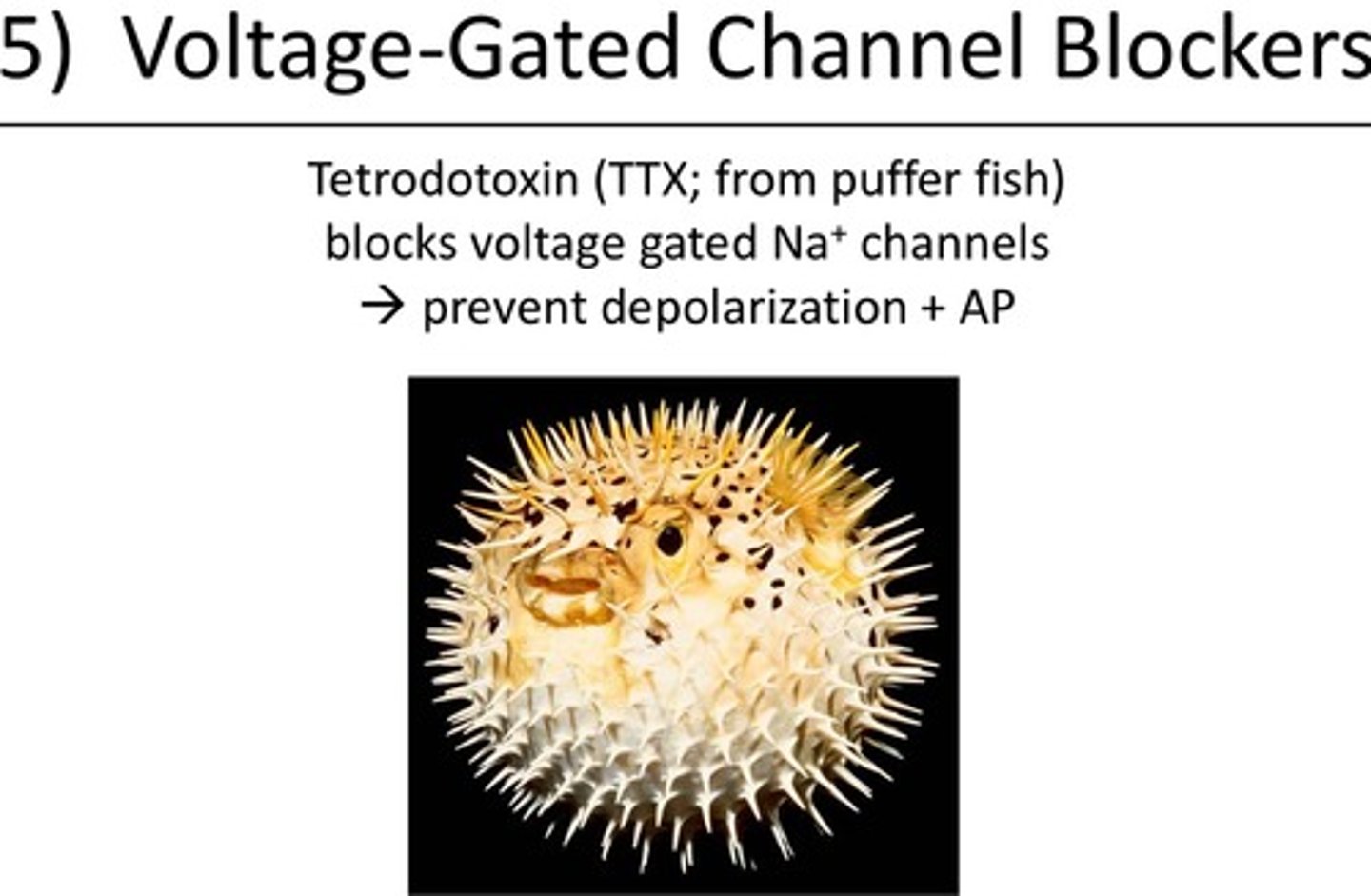 <p>A deadly toxin found in pufferfish that blocks sodium channels, preventing neurons from sending signals.</p>