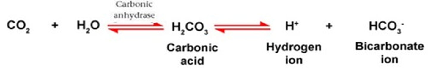 <p>In the carbonic acid - bicarbonate buffering system. If there is an increase in HCO3-, this would cause the equilibrium to shift to the ____________ (right or left)</p>